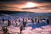 Schneehgel in Gegenlicht Wintersonne Strucher Blauschatten romantische Naturstimmung Fotokunst