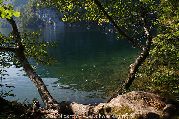 Königssee grüne Oase Naturufer Bild mit Bäumen in Sonne am Wasser in Alpensee