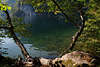 914290_Königssee grüne Oase Naturufer Bild mit Bäumen in Sonne am Wasser in Alpenseelandschaft