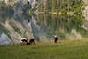 915757_Kühe am Wasserufer Obersee Natur grasen auf traditionell bewirtschafteten Fischunkelalm