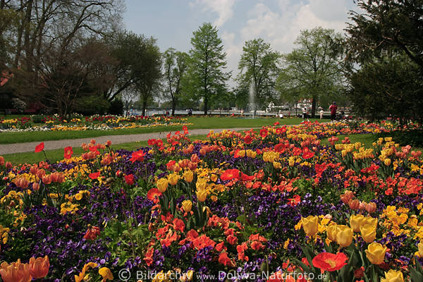 Blumenpark Insel Lindau Stadtgarten bunte Frhlingsblten am Bodenseeufer