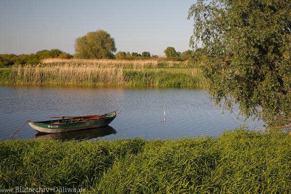 Schilfufer Boot in Wasser Flusslandschaft Elbe Romantik Naturfoto in Abendlicht