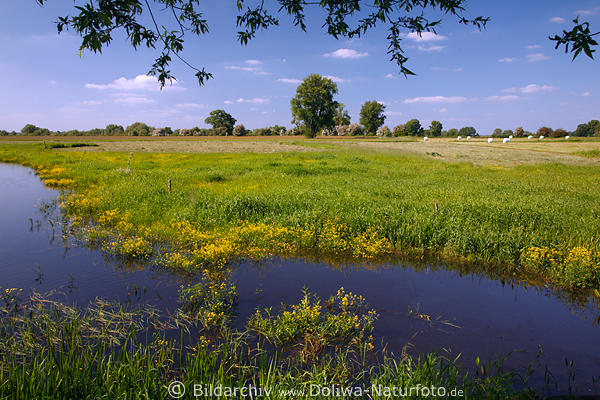 Elbau Grnwiese Wasser berflutete Aulandschaft Flussufer Gelblumen Naturfoto