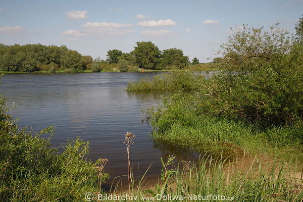 Elbe-Naturufer Wasser Grnpflanzen Flusslandschaft Naturoase Elbtalaue