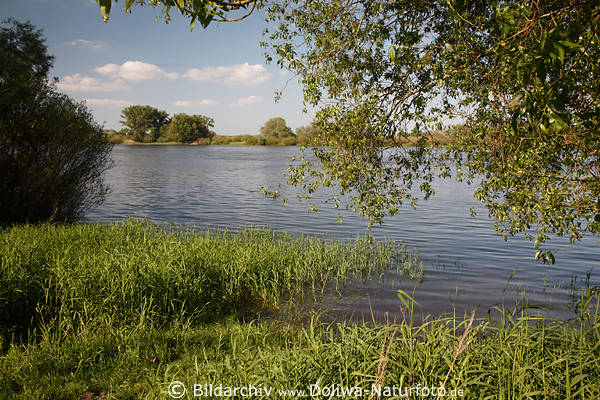 Elbuferoase Naturbild Wasser Schilfgras Grnbltter Flusslandschaft Naturfoto