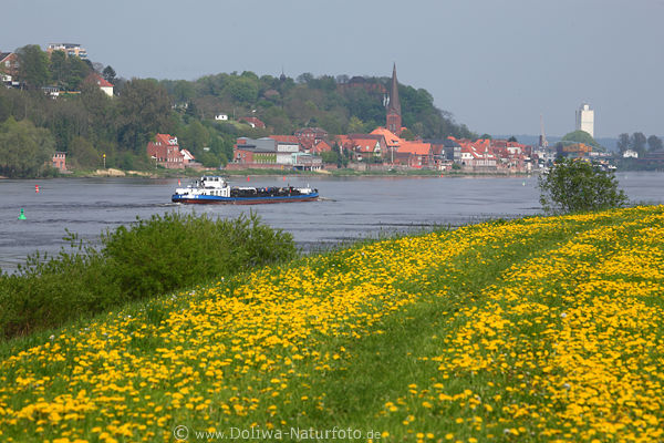 Elbdeichblte Wasserschiff Frhlingsblumen am Flussufer Lauenburg Stadt Naturbild