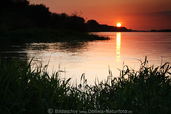 Elbwasser Rotfarbe Sonne Gegenlicht Abendstimmung Fluufer Naturfoto