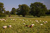 Schafweide Ziegen Heuarbeit Landwirtschaft in Elbtalaue Naturwiese Traktor Schafsherde Foto