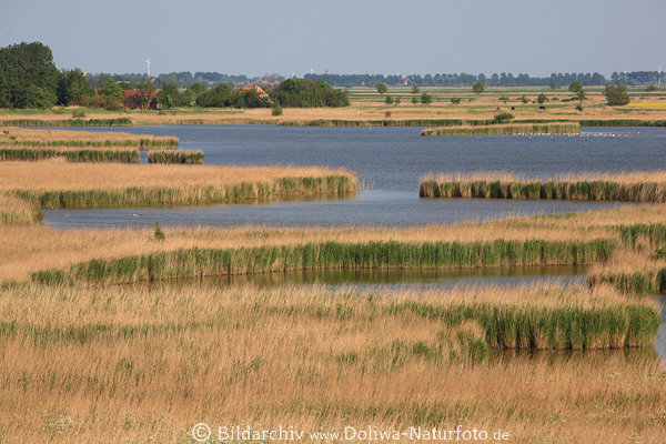 Flachlandsee Schilf Wasserlandschaft Natur Ostfriesland Tief küstennahe Binnengewässer