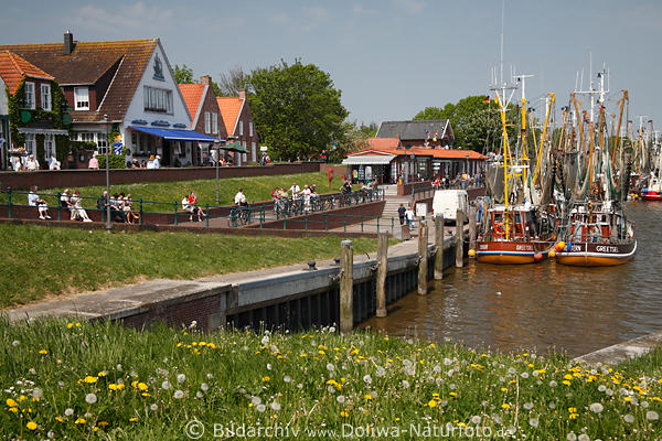 Greetsiel Hafen-Terrassen Krabbenfischer Schiffe Deich grne Wiese gelbe Blumen Frhlingsblte, Ostfriesland Port Landschaft