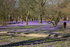 Husum Krokusblüte Image Parklandschaft Spazierwege in violett blühende Krokusfelder