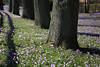 Krokuswiese Frühlingsblüte um Bäume vor Schloß Husum Landschaft Foto