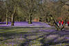 Krokusblte um Baumstmme Husum Parklandschaft Frhling Foto