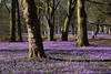 Krokusse Bltenteppich in Husum Schlossgarten Landschaft Bild pinke Blumenfelder unter Bumen