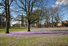 Husum Krokuswiese Landschaft pinke Frhlingsblte Panorama mit Huser am Park