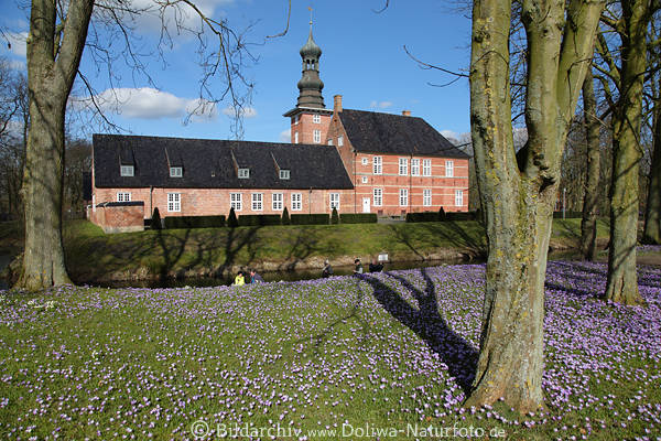 Schloss Husum Frühlingsblüte Krokusblüte in Parklandschaft