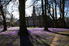 Husum Krokusblüte vor Schloss Parklandschaft Gegenlicht Bild