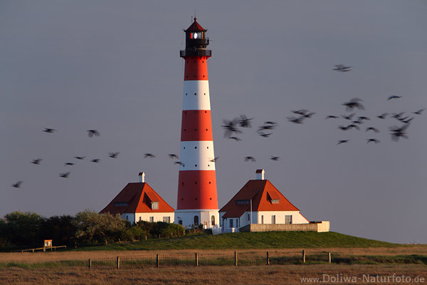 Nordseeleuchtturm Westerheversand mit Zugvögel Meerküste Landschaft markante Seelaterne