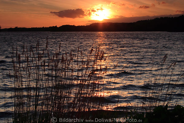 Dieksee Naturfoto Sonnenuntergang Bad Malente Wasserufer Schilf Romantik-Abendlicht