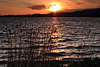 Dieksee Naturfoto Sonnenuntergang Bad Malente Wasserufer Schilf Romantik-Abendlicht