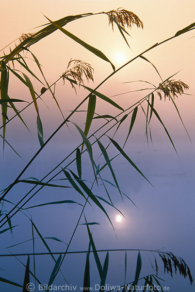 Seegrser Sonne Nebel Wasser Naturstimmung am Mnchteich