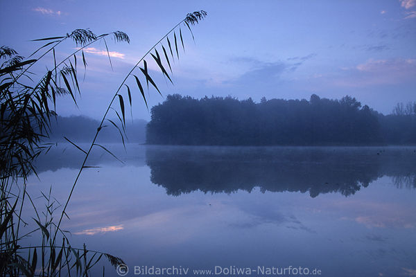 Mnchteich-See in Nebel Dmmerunglicht Naturfoto Morgengrauen am Trittau-Gewsser
