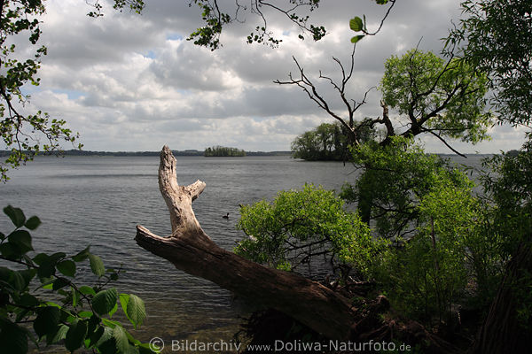 Naturbild Plner See Naturufer Baum vor Wasserlandschaft Frhlingsfoto