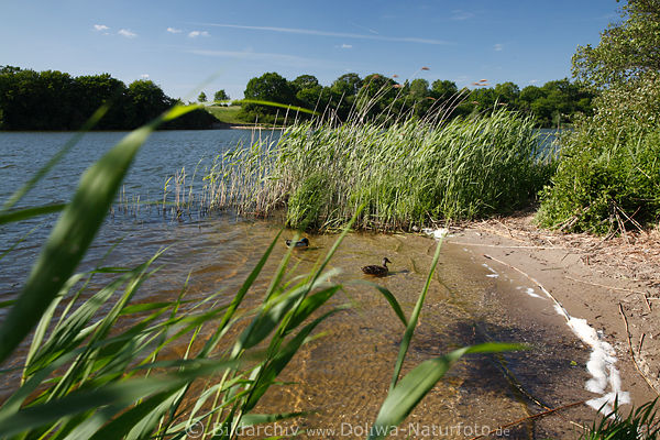 Preetz Postsee Schilfufer Wasserbucht Enten grne Landschaft Naturfoto