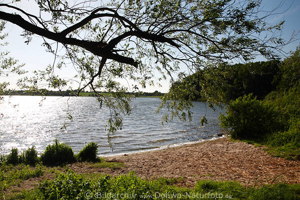 Preetz Postseebucht Baumzweig ber Wasser Seenlandschaft Romantik Naturbild