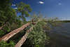 Postseeufer geneigte Bume Wasserlandschaft bei Preetz Naturfoto Ostholstein