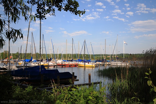 Bootshafen Rothenhusen Segelboote Port in Wasserbucht Ratzeburger See Nordufer Naturbild