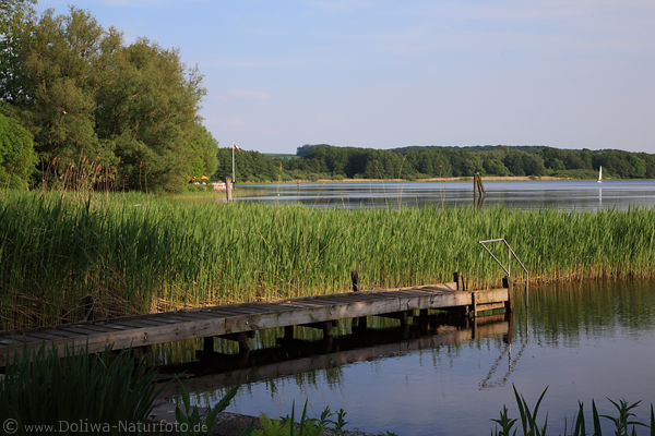 Rothenhusen Wasserufer Ratzeburger See Nordzipfel Bucht Grnoase Naturbild