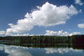 Lütjensee Wasserlandschaft Naturbild Schönwetterwolken Stimmungsfoto