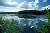 Mönchteich-See Wasserlandschaft Naturfoto Schilfufer Schwäne Wolken Stimmungsbild