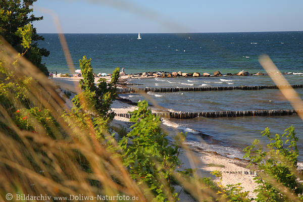 Ostsee Meerküste Landschaft Wasser Wellenbrecher Naturstrand Steilufer Gräser