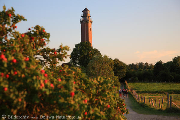 Leuchtturm Neuland Strandweg mit Touristen Rosengewächse Behrensdorf Küstenlandschaft