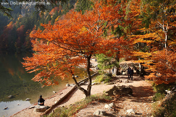 Feldsee Herbstfarben Naturfoto bunte Bume am Wasserufer Schwarzwald Wanderer Ausflugsziel