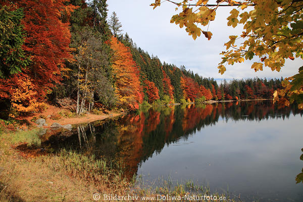 Feldsee Uferbume Herbst Wasserlandschaft Naturbild Schwarzwald Wanderziel Naturfoto