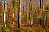 Herbstwald Romantik Goldfarben Baumstämme Blätter Naturwald