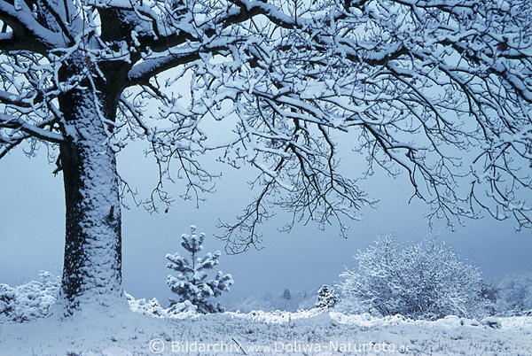 Frostzauber um Baumstamm Schneeste Eiszweige Silberfarben romantisches Winterbild bei Klte