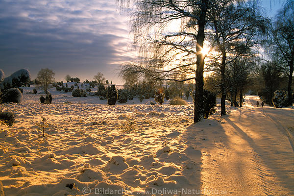 Goldschnee Abendstimmung Naturfoto Sonne ber Baumallee Winterlandschaft Schneedecke Wanderer
