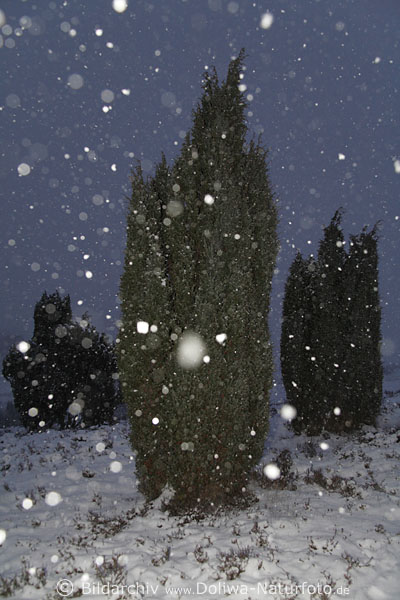 Schneeblle fallend vom Himmel im Schneetreiben ber Wacholder Winterlandschaft