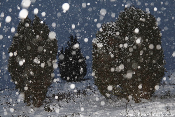 Schneeflocken fallende Schneeblle ber Bume am Himmel romantisches Winterfoto