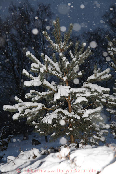 Tannenbaum Schneezweige Naturfoto Weisspunkte vor Nachthimmel Winterbild