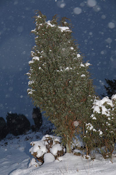 Schneefall um Wacholderbaum in Dmmerung fallende Flocken Winterbild
