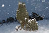 Schneetreiben Weissflocken am Himmel Schneefallzauber romantisches Naturbild