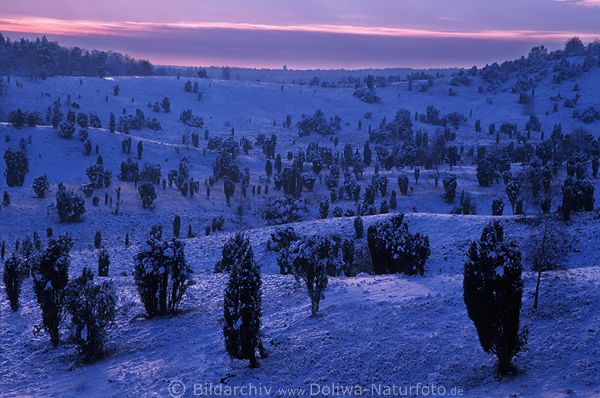 Blauhgel buckliger Schneelandschaft mit Struchern Dmmerung Winterbild