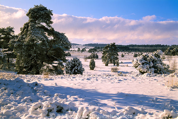 Schneeidylle Winterzauber Naturfoto in Sonnenschein unter Blauhimmel Bume Wolkenpanorama