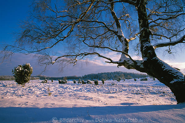 Schneeweite unterm Baum in Abendlicht romantische Winterlandschaft Naturstimmung