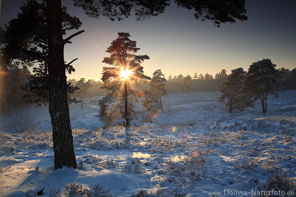 Sonnenstern berstrahlt Baum in Schneelandschaft Winterbild